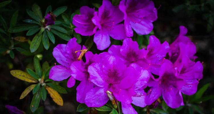 杜鹃花的花语与象征意义（探寻杜鹃花背后的意蕴与寓意）