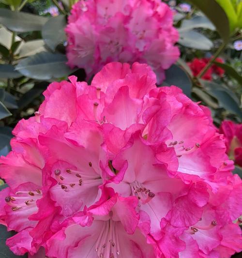 杜鹃花（生态环保）