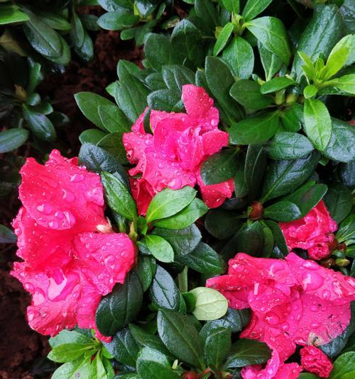 杜鹃花的象征意义与文化传承（杜鹃花）