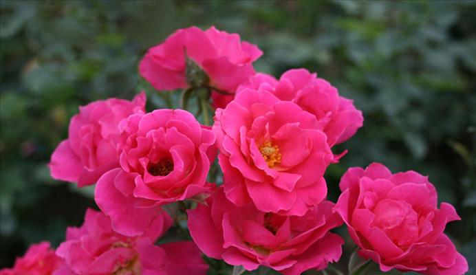 以丰花月季的花语与养殖方法剖析（探寻以丰花月季背后的浪漫与技巧）
