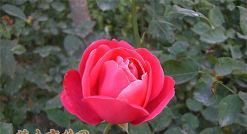 以丰花月季的花语与养殖方法剖析（探寻以丰花月季背后的浪漫与技巧）