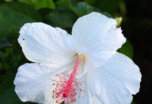 扶桑花的花语与意义（浪漫与希望的象征——扶桑花）
