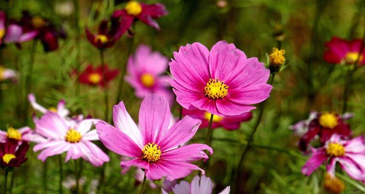 格桑花——坚韧与希望的象征（探寻格桑花的花语及其文化内涵）