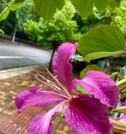 宫粉紫荆花的花语及意义（揭示宫粉紫荆花的花语）