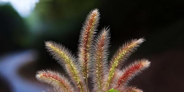 探寻狗尾巴草的花语之美（狗尾巴草花语的秘密揭示与解读）