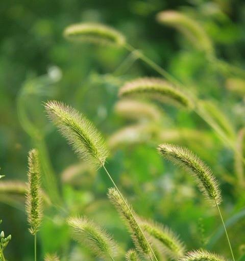 探寻狗尾巴草的花语之美（狗尾巴草花语的秘密揭示与解读）