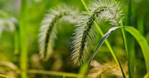 狗尾草的花语——坚守与忠诚（用花语演绎狗尾草的美丽）