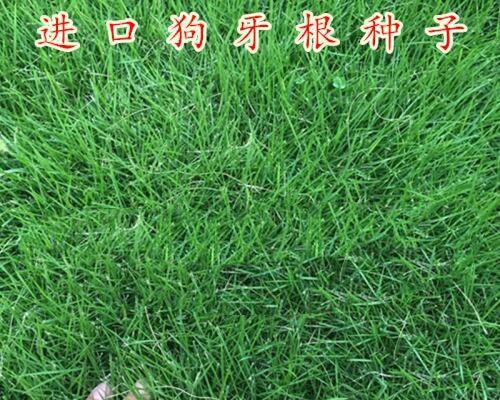 揭秘狗牙根包衣的意义与效果（了解狗牙根包衣如何保护牙齿健康）