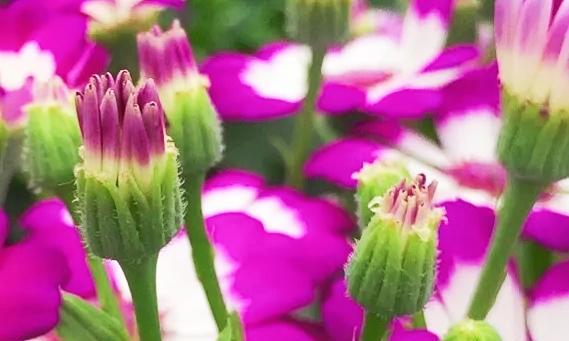 瓜叶菊的花语及其传达的情感（探寻瓜叶菊的花语）