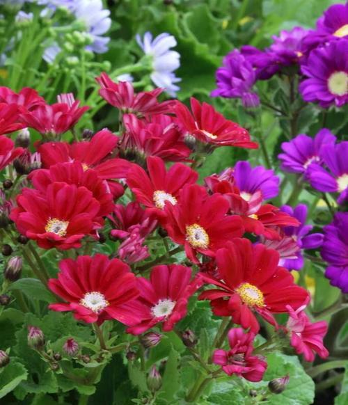 瓜叶菊花语与寓意（探寻瓜叶菊花语及其在生活中的应用）