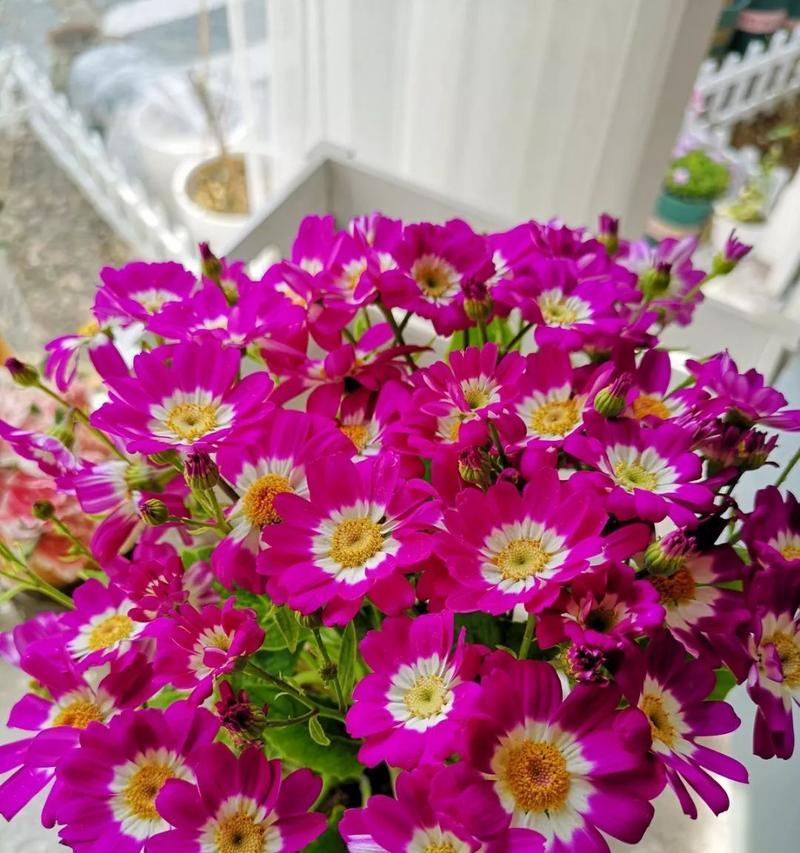 瓜叶菊花语与寓意（探寻瓜叶菊花语及其在生活中的应用）
