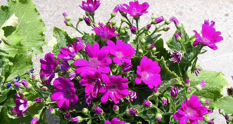 瓜叶菊花语与寓意（探寻瓜叶菊花语及其在生活中的应用）