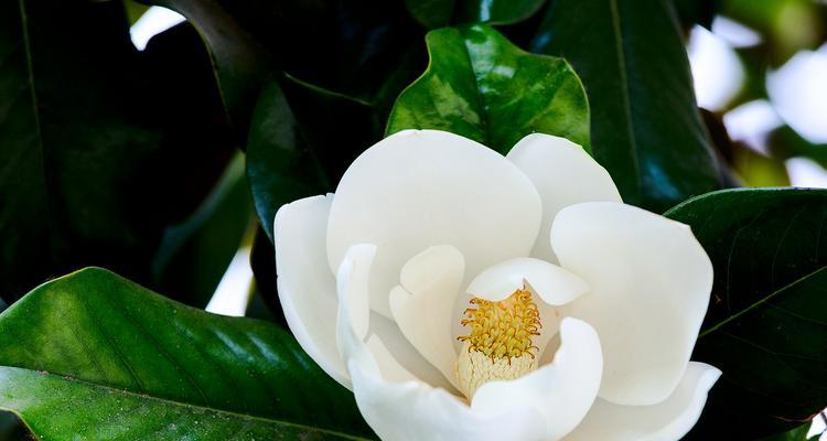 广玉兰花之美与意义（广玉兰花花语解读及文化象征）