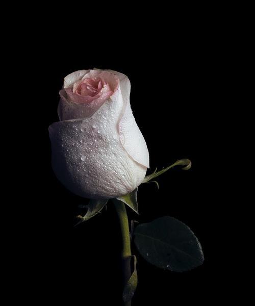 黑色玫瑰花语的意义与传承（探寻黑色玫瑰的神秘魅力）