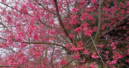 红叶樱花的花语与寓意（揭开红叶樱花的秘密）