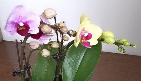 蝴蝶兰的花语（揭秘蝴蝶兰背后的寓意与情感）