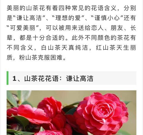花环菊的花语（用花环菊的花语传达心意）