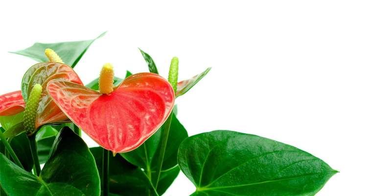 火鹤花（燃烧生命的花语）