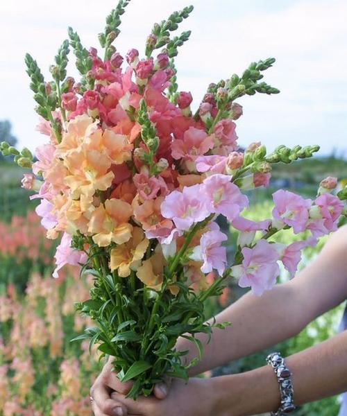 以假龙头花花语（揭示花花语言背后的深意）