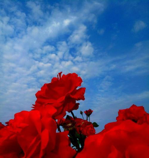蓝色月季的花语与寓意（清新蓝色）