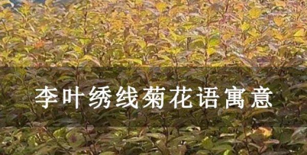花开绣线菊，情意绵绵（以李叶绣线菊花语寓意为主题的浪漫之旅）