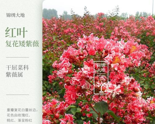 苗木地径（探究苗木地径对生长的影响及其重要性）