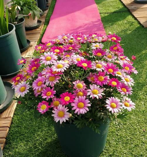 木春菊的花语和传说（揭秘木春菊花的象征意义）