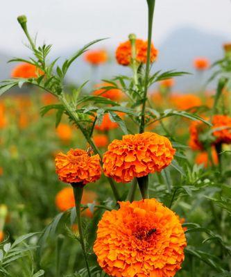 木春菊的花语和传说（揭秘木春菊花的象征意义）