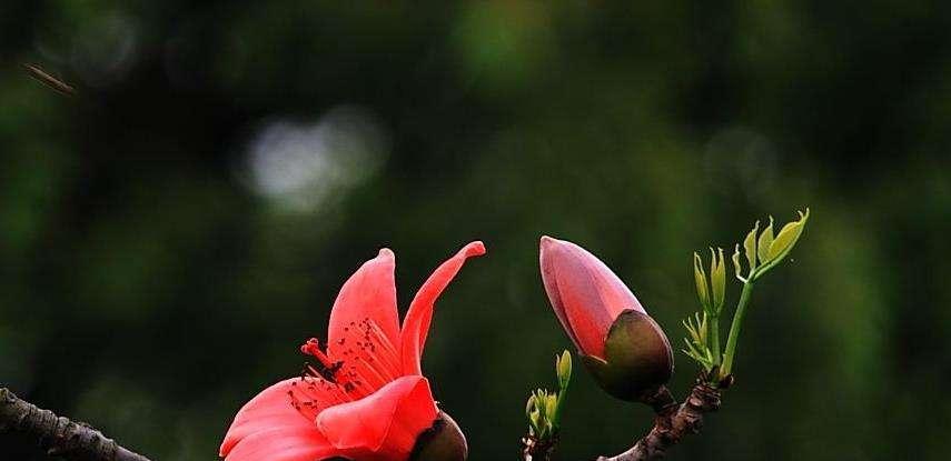 木棉花（探寻木棉花的花语及象征意义）