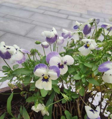 三色堇花语（绽放的奇迹）