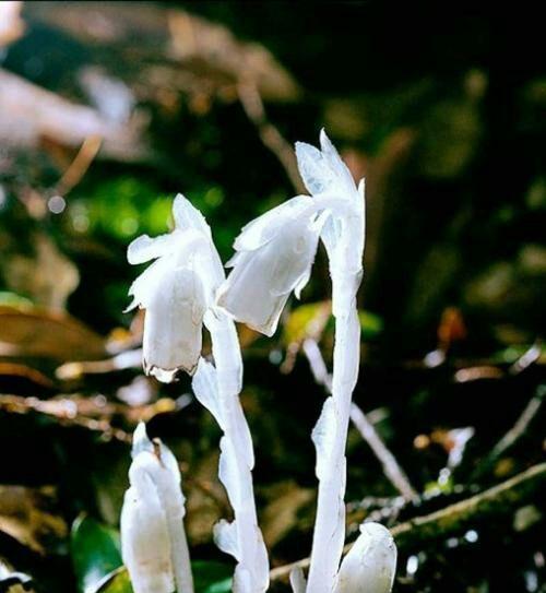 水晶兰之美——花开如诗（花语揭秘与品味人生之美）