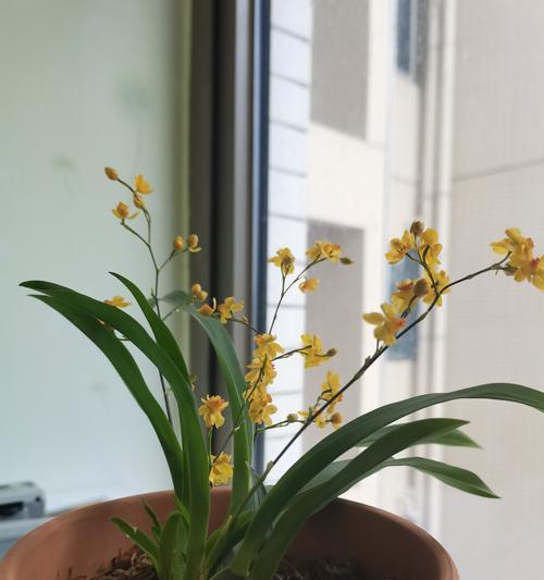 跳舞兰的花语与美丽心灵的相伴（探秘跳舞兰的花语之美）