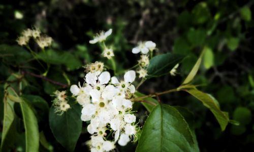 线叶绣线菊花语之美（探寻线叶绣线菊花的寓意与传承）