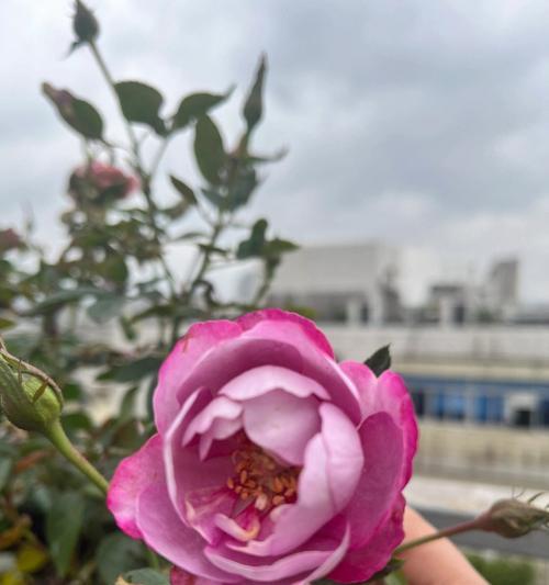 香水月季花语（花香遇见心语）