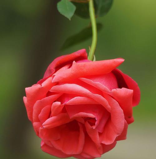 香水月季花语（花香遇见心语）