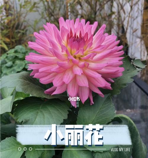 小丽花的寓意与象征意义（揭示小丽花蕴含的美好与深刻内涵）