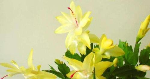 蟹爪兰的花语与其寓意（探秘蟹爪兰）