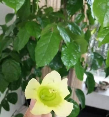 幸福树的花语与传说（揭秘幸福树的花语之谜）