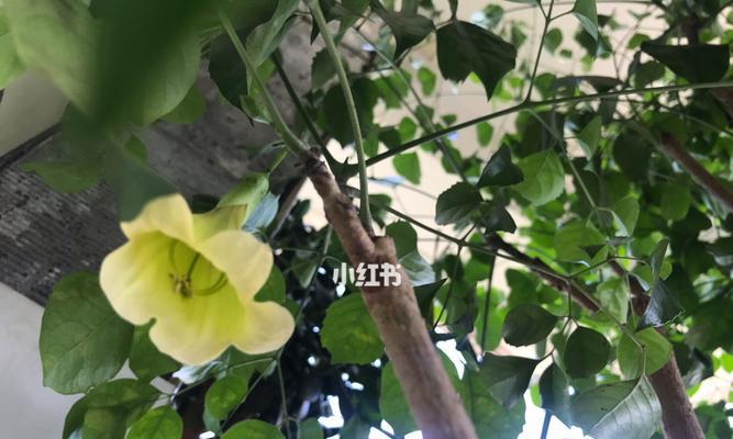 幸福树的花语与传说（揭秘幸福树的花语之谜）