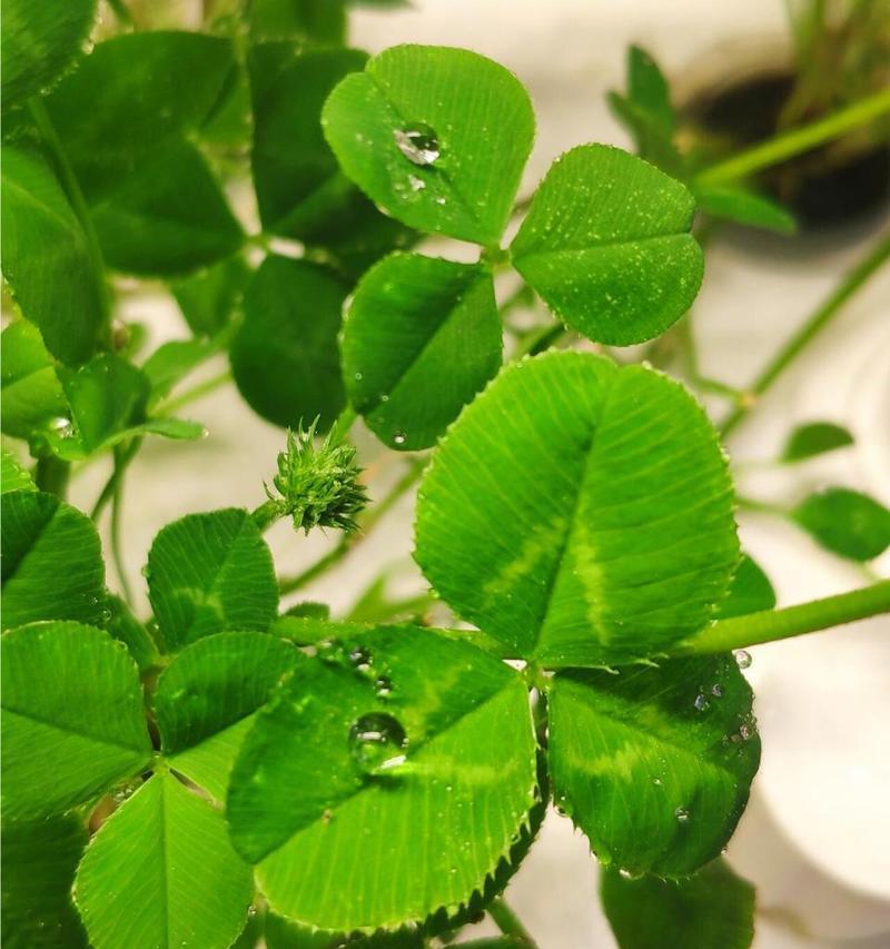 幸运草的花语与含义（探寻幸运草的不同象征意义）