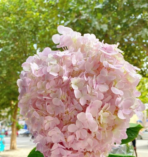 绣球花的花语（用花语解读绣球花的含义与象征）