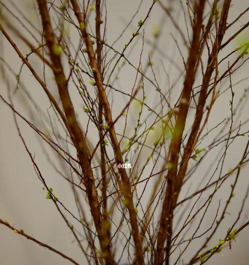 雪柳的花语及意义（雪柳花语的深刻含义和象征）