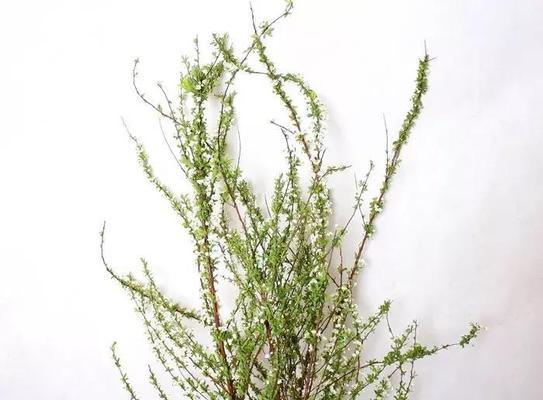 雪柳的花语及意义（雪柳花语的深刻含义和象征）