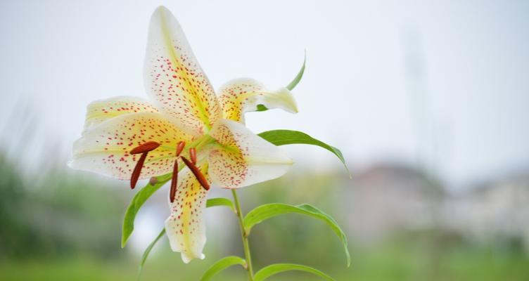 亚洲百合花语的深层含义（探索亚洲百合花语的神秘世界）