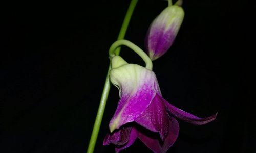 洋兰花语与意义（探索洋兰的花语）