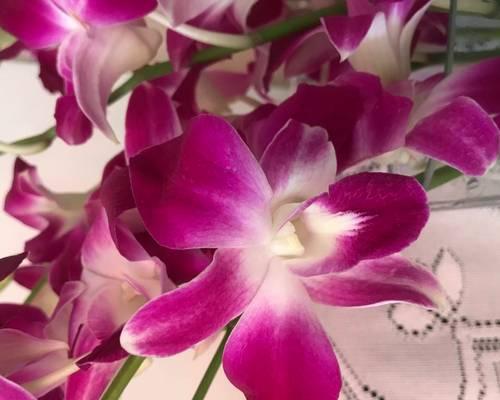 洋兰花语与意义（探索洋兰的花语）
