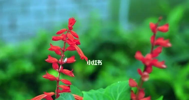 红色情缘（用花语解读一串红的神秘魅力）
