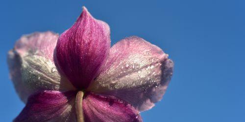 银莲花的花语——纯洁与神秘（揭秘银莲花的花语及其象征意义）