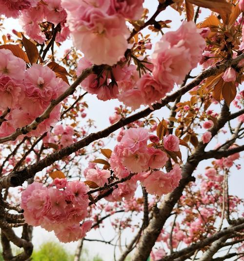 樱花诗的花语（一句花开花落）