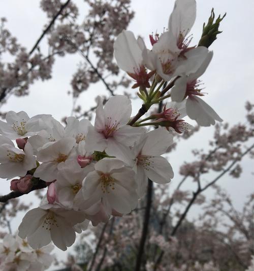 樱花诗的花语（一句花开花落）